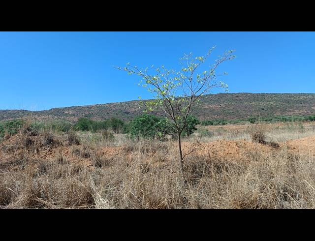 79.10HA FARM FOR SALE IN ANA AH